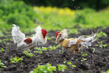 two cocky young rooster was going to put up a fight for supremacy in the garden in the summer