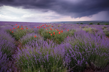 Fototapeta na wymiar A field of wild lavender, grass and poppies