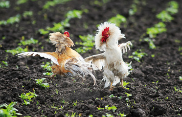 two jaunty rustic rooster fighting spread its wings and feathers and flying high on the farm yard