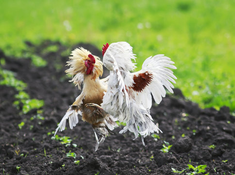 two angry cocks fighting to spread its wings and feathers and flying high