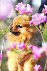 The portrait of a red Miniature German Spitz dog posing with pink blossoms in spring