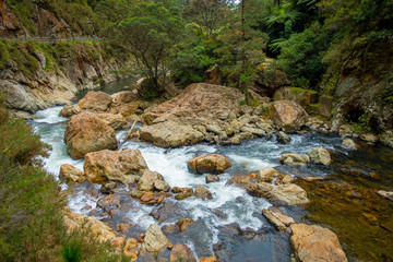 Naklejka na ściany i meble Calm river runs through the forest at Dickey Flat Campsite Karangahake, New Zealand