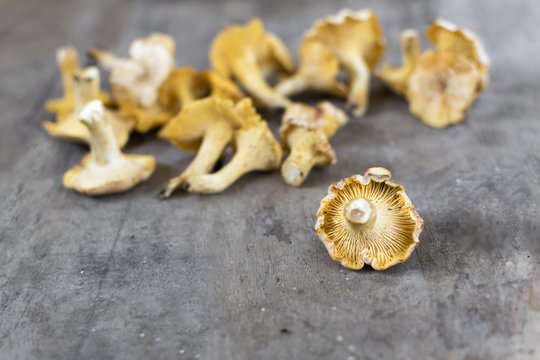 yellow chanterelle (cantharellus cibarius) on a rustic wooden background