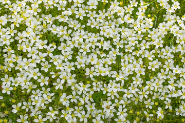 Background from many white small flowers in nature