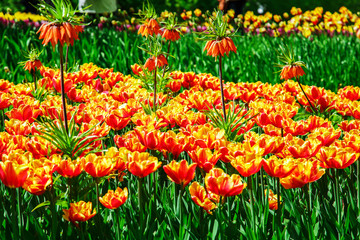  Amazing view of colorful  tulips in the garden.