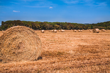 Round bales of straw on a stubble field in Catalonia, Spain
