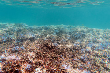 Naklejka na ściany i meble サンゴ礁　熱帯魚