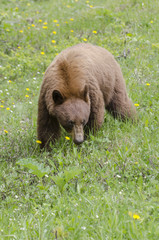 Cinnamon-coloured black bear eating dandelions