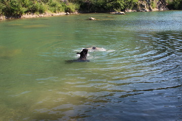 chien qui nage à la  rivière cane corso