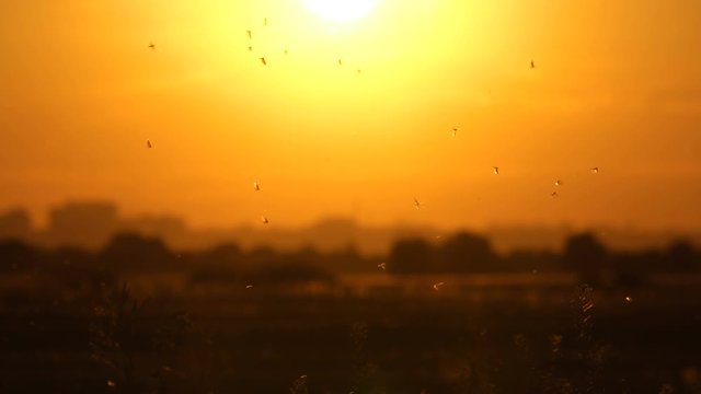 Moth flying in sunset light on field
