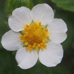 The flower buds of strawberries. The white petals.