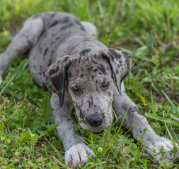 Great Dane puppy