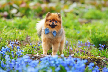 Red Miniature German Spitz dog wearing a blue bow tie and posing outdoors on a stone at springtime