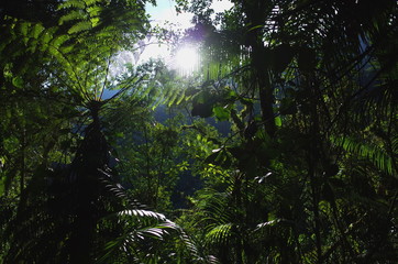 Fototapeta premium In the jungle on the way to Ciudad Perdida (Lost City) in Colombia