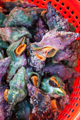 whelks for sale, Santa Barbara Harbor and Seafood Festival, Santa Barbara, California