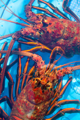live lobster for sale, Santa Barbara Harbor and Seafood Festival, Santa Barbara, California