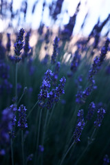 Obraz premium Lavender Plant Closeup