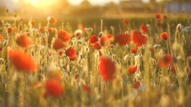 Morning field of blooming poppies