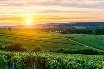 Champagne Vineyards at sunset Montagne de Reims, France