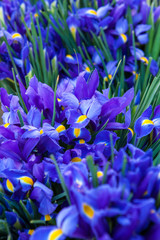 iris, Santa Barbara Farmers Market, Santa Barbara, California