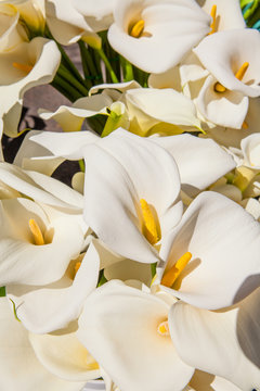 cala lillies, Santa Barbara Farmers Market, Santa Barbara, California