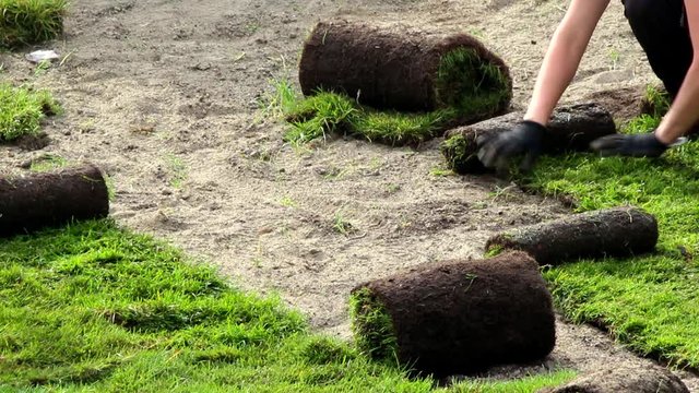 Worker Fixing Lawn With Rolled Turf Grass