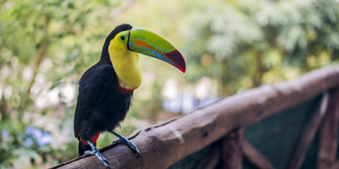 Toucan in tropical forest in Costa Rica