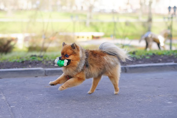 Plakat Red Miniature German Spitz dog running in the park holding a rubber toy