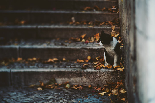 True tilt-shift view of black and white street cat sitting on step of stairway, on dry autumn leaves and looking aside with copy space for text, your logo or other advertising messages - Powered by Adobe
