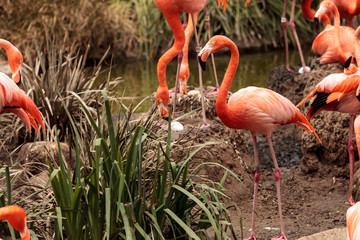 Pink Caribbean flamingo, Phoenicopterus ruber © SailingAway