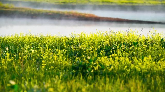Fog over blossoming meadow with yellow flowers