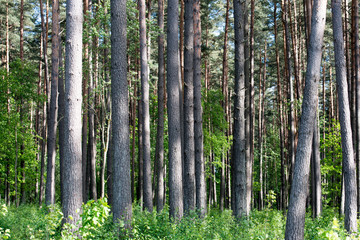 Sunlight in the green pine tree forest, summer time