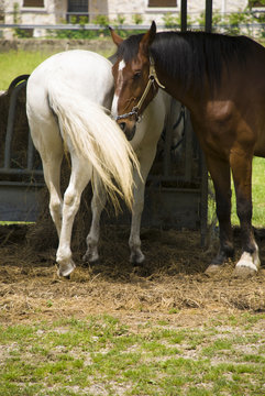 Cavalli