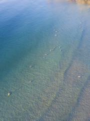 Aerial view of people paddle boarding at Freshwater Beach, Sydney, Australia