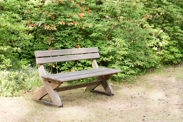 Rhododendron garden with wooden bench. Beautiful Rhododendron flower bushes in a garden. Blooming flowers in spring.