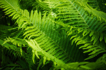 Fern leaves background. A fern in forest. Beautiful green ferns leaves in a garden,  on the sunny...