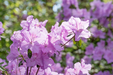 Purple/pink rhododendron flowers with purple background,in park. Spring flowers,spring background/card, Pink rhododendrons with natural pattern in the garden. Copy space. Closeup of flowers background