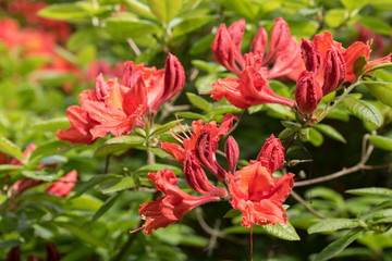 Red/pink rhododendron flowers with green background in park.Rhododendron blossoms lace background. Closeup,beautiful evergreen rhododendron outside in park garden, ideal for gardening, nature