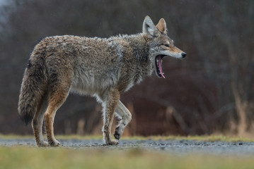 Fototapeta premium Coyote