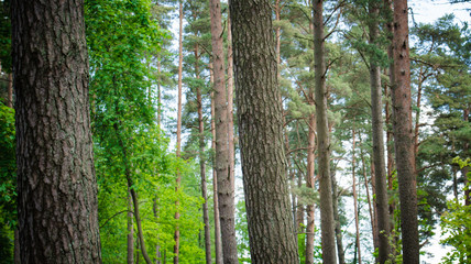 Sunlight in the green forest, summer time. Pine forest.