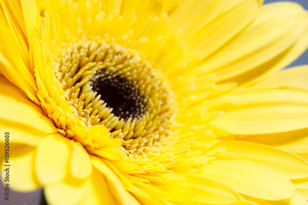 Wall mural Macro photo of yellow flower