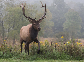 Bull Elk