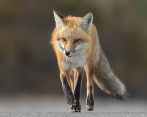 Fototapeta premium Red Fox