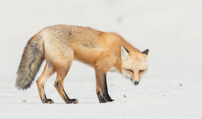 Obraz premium Red Fox