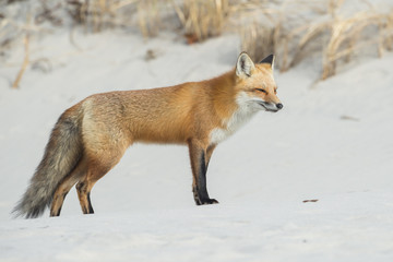 Obraz premium Red Fox