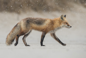 Red Fox