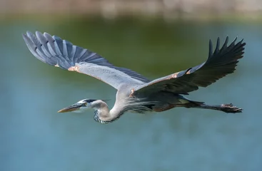 Foto op Plexiglas Great Blue Heron © Harry Collins