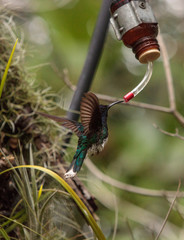 White necked Jacobin known as Florisuga mellivora