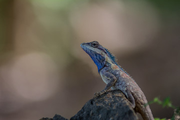 Naklejka na ściany i meble blue crested lizard (Calotes mystaceus) in tropical forest, thailand