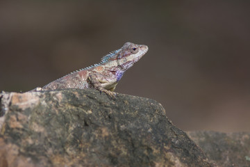 blue crested lizard in tropical forest, thailand